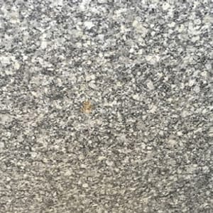 Mudgal Grey