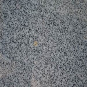 Punia Grey
